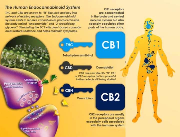 human endocannabinoid system